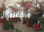 温室風景　Greenhouse scenery